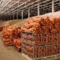 Вентиляция и кондиционирование овощехранилища